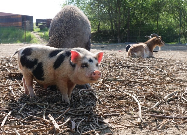 cochons-chevres-ferme-animaux-namur.jpeg